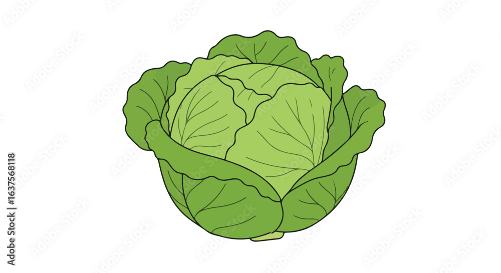 Obraz premium Green cabbage illustration. Layers of leafy texture in a spherical, isolated design