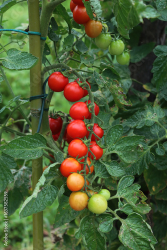 Ripe and unripe red and green cherry tomatoes on branches in the vegetable garden. Tomato plant on summer