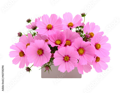 PNG Vibrant pink cosmos flowers arrangement 