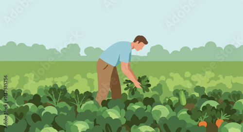 Harvest  A farmer picks organic vegetables in a field, under a light blue sky