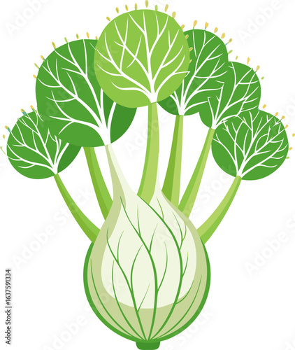 Fennel