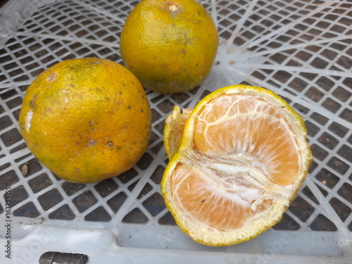 fresh oranges that have just been harvested are cut open