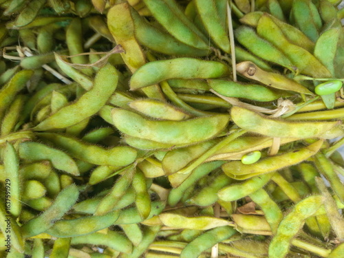 a pile of freshly harvested green soybeans