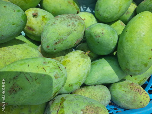 pile of fresh green mangoes that have just been harvested