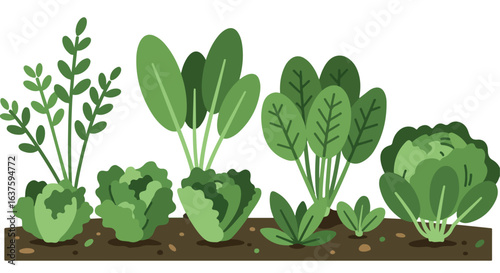 Fresh Garden Rows of different green leafy vegetables in rich soil, ready for harvest
