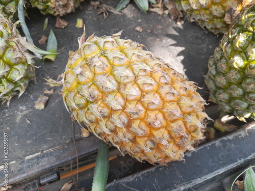 pineapple on the farm top view