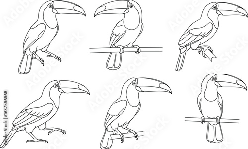 Toucan line drawings, tropical bird sketches, large beak illustration, perched toucan artwork, black and white outline, exotic bird poses