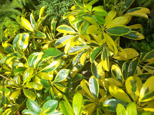A vibrant green plant captured in close-up