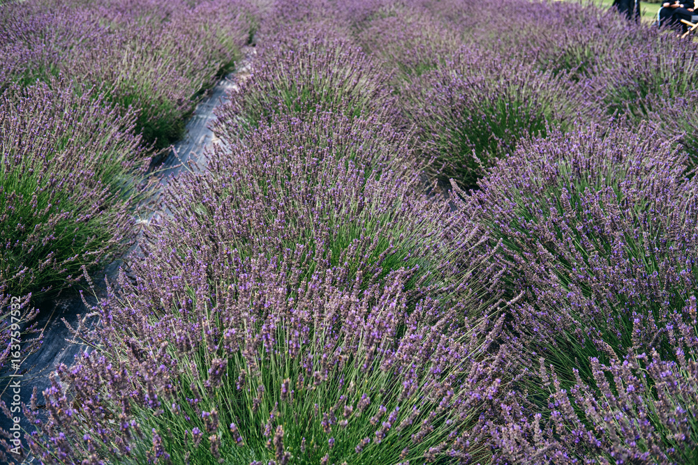 Obraz premium Lavender plants in full bloom growing in thick rows across a field prepared for aromatic herb harvesting. Sustainable herb production, lavender cultivation, herbal supply chain, 