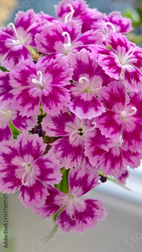 pink flowers macro large on a green background wild carnation