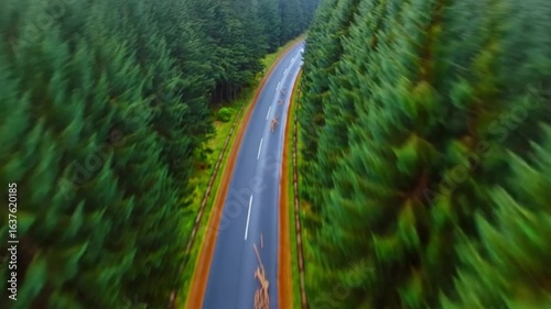 Aerial View of Winding Forest Road with Lush Green Foliage — 4K HD Video Footage Download, Cinematic Atmospheric Lighting, High Resolution Scenic Landscape