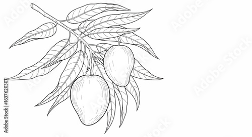 Elegant black and white mango branch illustration with fresh fruit ready for harvest, perfect for food, health, and wellness design