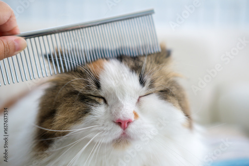 A hand, petting the cute fluffy white cat with cat hair comb.