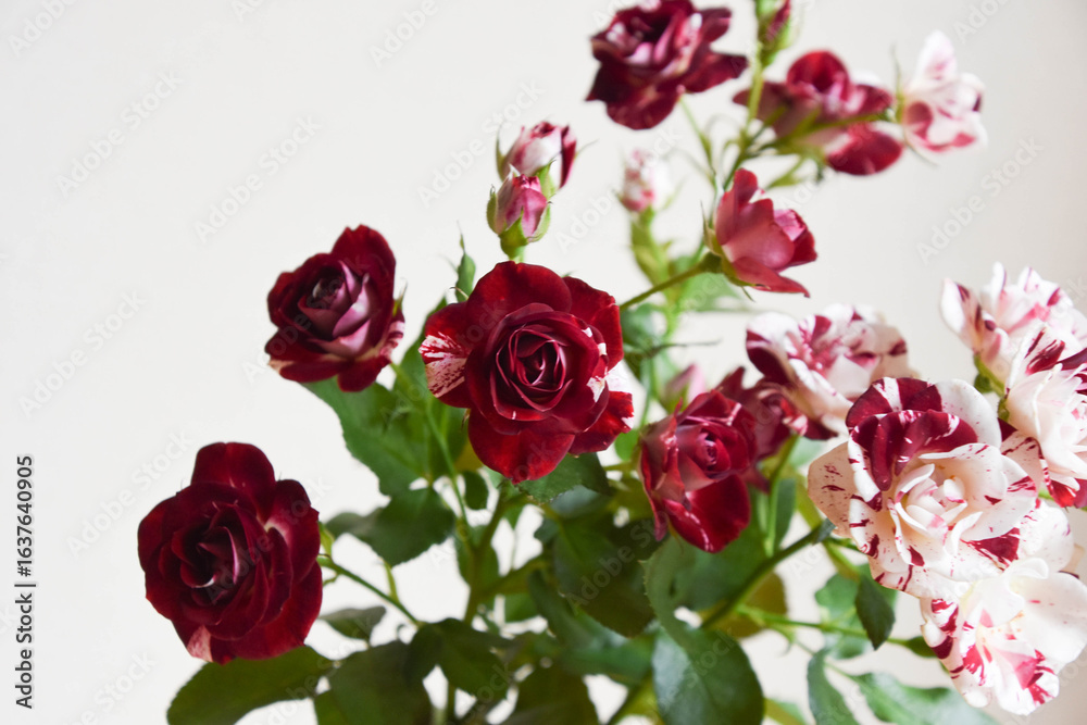 Obraz premium スプレーばら