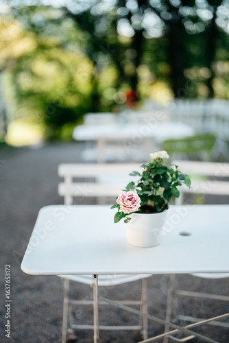 Charming Outdoor Cafe Scene with White Table and Pink Rose in Sunlit Garden Setting