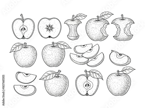 Apples: A collection of meticulously illustrated apples showcasing the fruit in various forms and states, from whole to sliced, each detail captured in crisp black lines to emphasize simplicity.