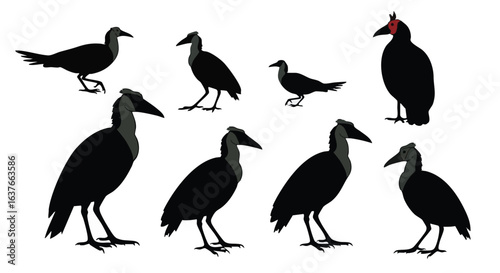 Collection of Silhouetted Birds Against a White Background Featuring the Unique Red Headed Bald Ibis with Various Poses and Sizes