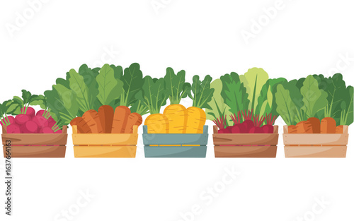Freshly harvested root vegetables in wooden crates with green leaves