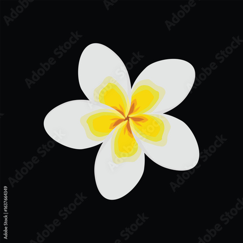 Frangipani Flower And Simple Botanical Art
