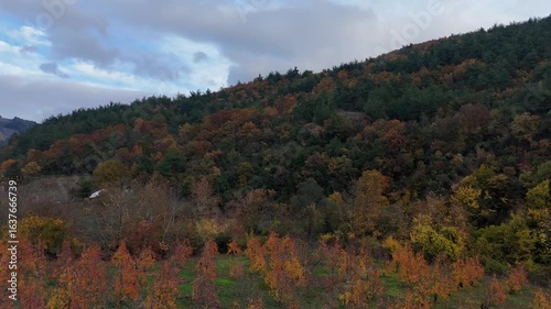 A Drone Ascends Through Bursa's Vibrant Autumnal Orchards Alongside a Rural Road, Revealing a Mosaic of Forested Hillsides and a Quaint House Under a Moody Sky.