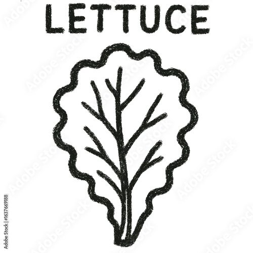Lettuce illustration with hand-drawn style and simple outline  