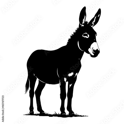 donkey isolated on white