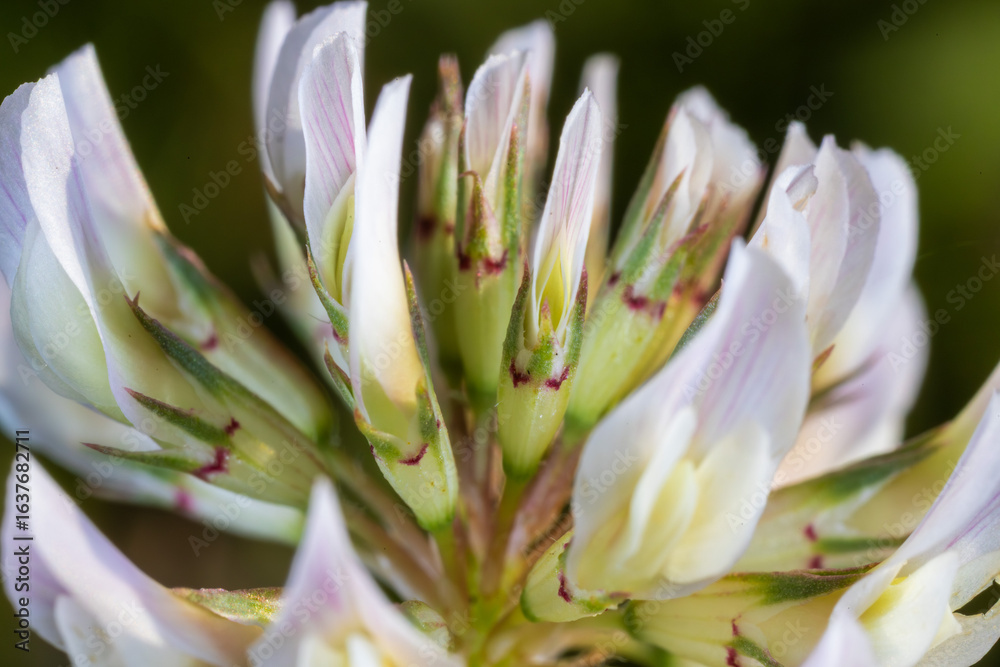 Obraz premium Extreme Close-Up of White Clover (Trifolium repens) Flower – Macro Bloom Detail