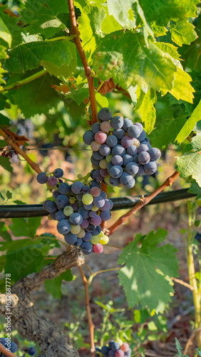 Wallpaper Mural Close up of ripening grapes with different colors on vine in vineyard Torontodigital.ca