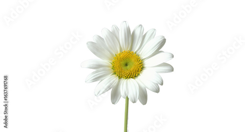 Wallpaper Mural Stunning White Daisy Flower Image - Perfect for Commercial Use Torontodigital.ca