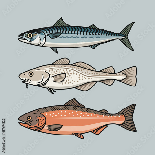 Three Types of Seafood Fish Illustration