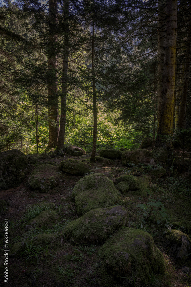 Obraz premium path in the forest