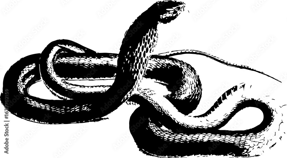 Fototapeta premium abstract illustration snake silhouette. Illustration of shape as an example of snake design. Diseño abstracto de serpiente en color blanco, negro, verde y guinda. PNG. VEXTOREN. JPG