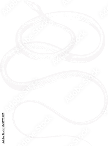 abstract illustration snake silhouette. Illustration of shape as an example of snake design. Diseño abstracto de serpiente en color blanco, negro y guinda. PNG. VEXTOREN. JPG