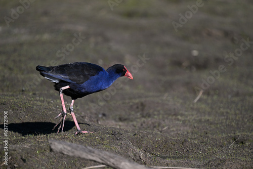 Side view of a purple swamphen as it walks across a muddy area in a wetland, during a sunny day