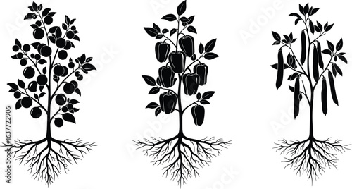 Fruit and vegetable plants with roots, tomato, bell pepper, beans, agricultural illustration, farming, gardening, crop growth, botanical design, vector art.