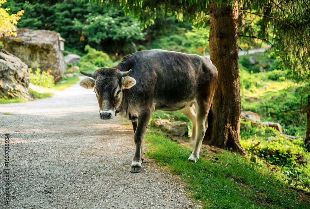 Fototapeta premium Brown cow walking along forest path in alpine mountain landscape