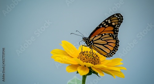 Beautiful capture of a closeup of the monarch butterfly, danaus plexippus on the flower.