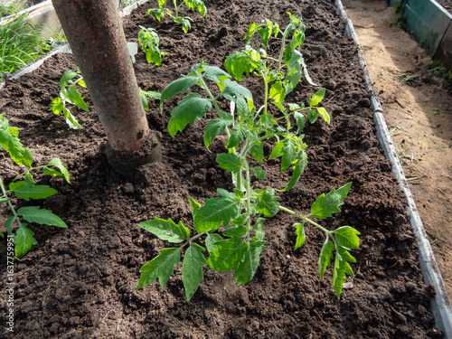 Group of small green tomato plants growing in a soil in the greenhouse in bright sunlight. Gardening and germinating seedlings