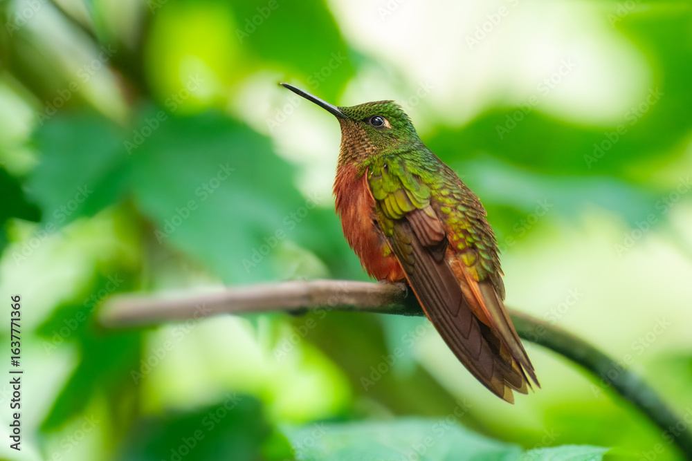 Fototapeta premium Chestnut-breasted coronet, Boissonneaua matthewsii, Belligerent hummingbird of Andean cloud forest; ranges from far southwestern Colombia south to Peru.