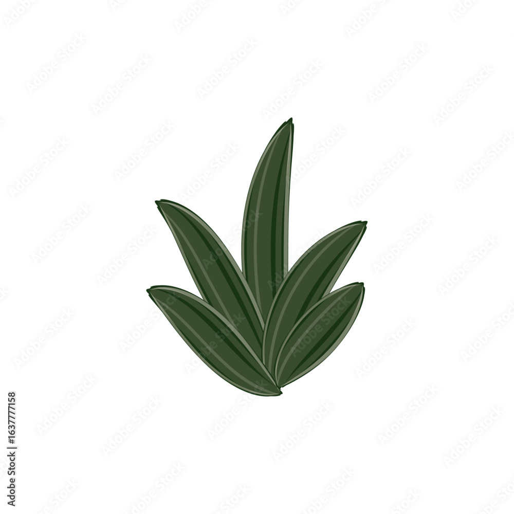 Obraz premium sage leaves isolated on white