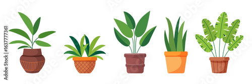 Set of house plants in pots. Flat vector illustration of green potted indoor plants for decoration of home, balcony, terrace, garden, veranda, patio, office, living room.