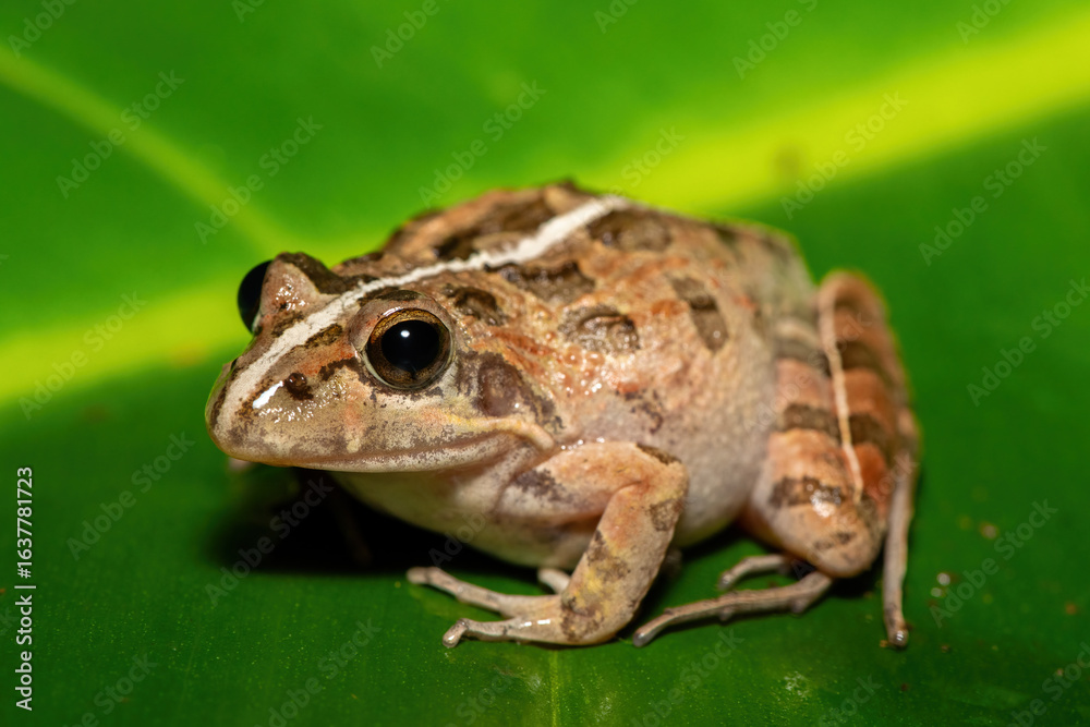 Obraz premium A beautiful Clicking Stream Frog, also known as a Gray’s Stream Frog or Spotted Stream Frog (Strongylopus grayii), in the fynbos in Western Cape, South Africa