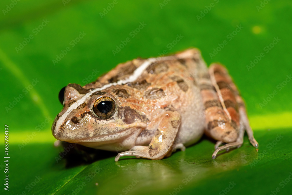 Obraz premium A beautiful Clicking Stream Frog, also known as a Gray’s Stream Frog or Spotted Stream Frog (Strongylopus grayii), in the fynbos in Western Cape, South Africa