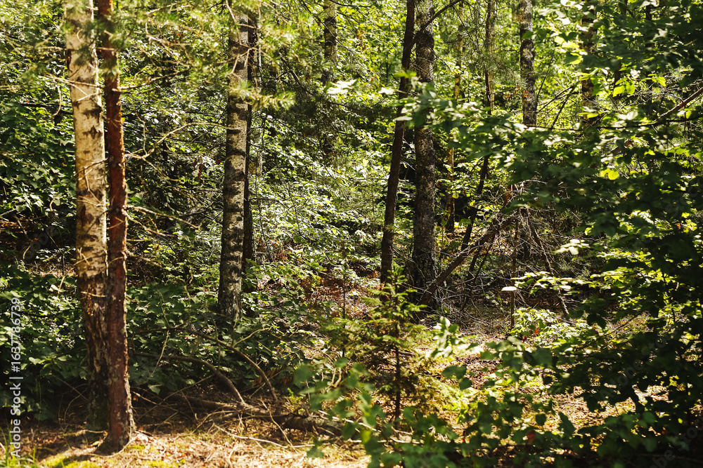 Obraz premium Summer forest landscape with green foliage and sunlight filtering through trees. Natural woodland with birch and pine trunks. Peaceful wild nature scene in sunny weather. Outdoor wilderness background