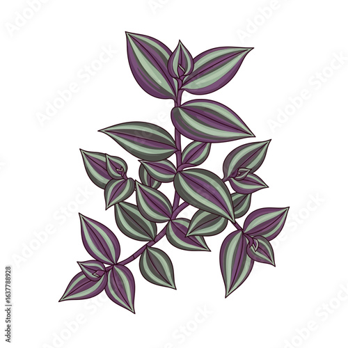 Striped tradescantia houseplant drawing