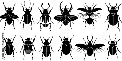 Beetle silhouette collection, twelve species, black and white insect vector, detailed entomology illustration, nature study graphic for Adobe Stock image
