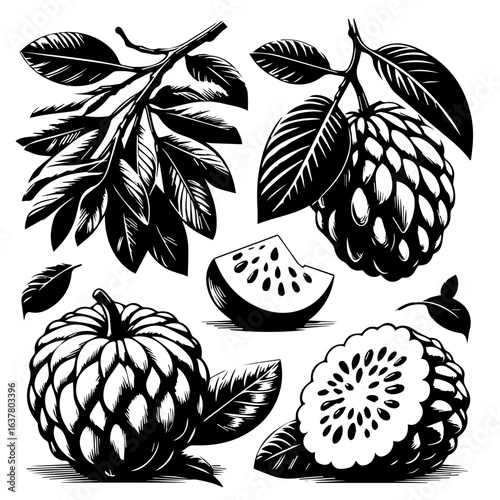 Illustration of sugar apples with leaves and a slice in detailed black and white drawing style art
