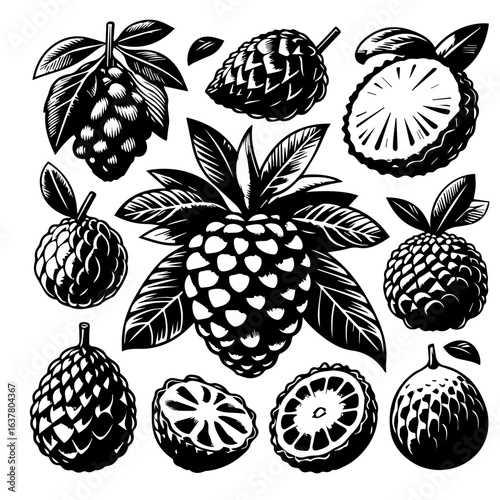 Monochrome illustration of sugar apples and leaves in detailed ink drawing style art work