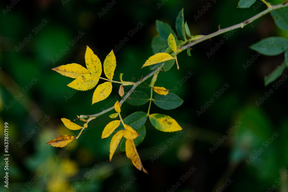 Obraz premium HOJAS COLORIDAS DE UNA PLANTA EN OTOÑO