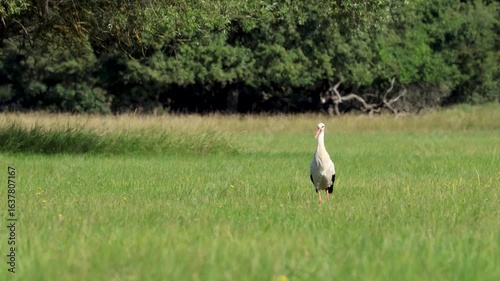 White stork (Ciconia ciconia) standing on the ground, preening feathers, looking for food. Hot summer sunny morning near a floodplain forest in Břeclav, Czechia. Wild animal behaviour.